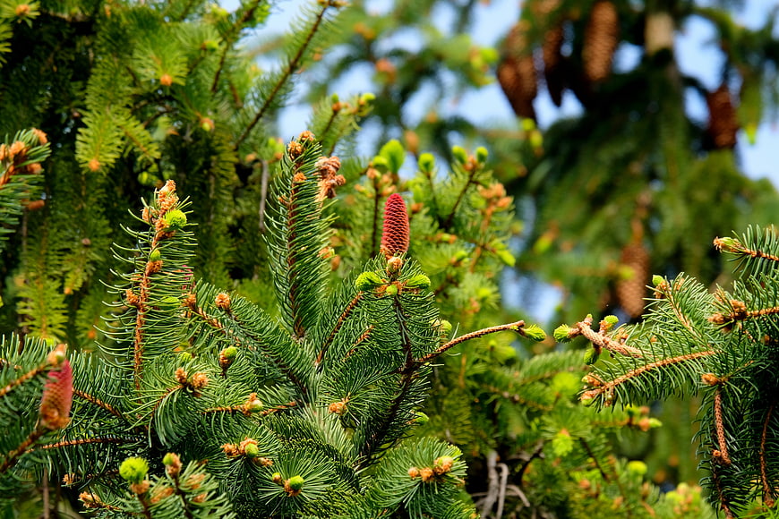 Close-up of vibrant green fir tree branches with new cones