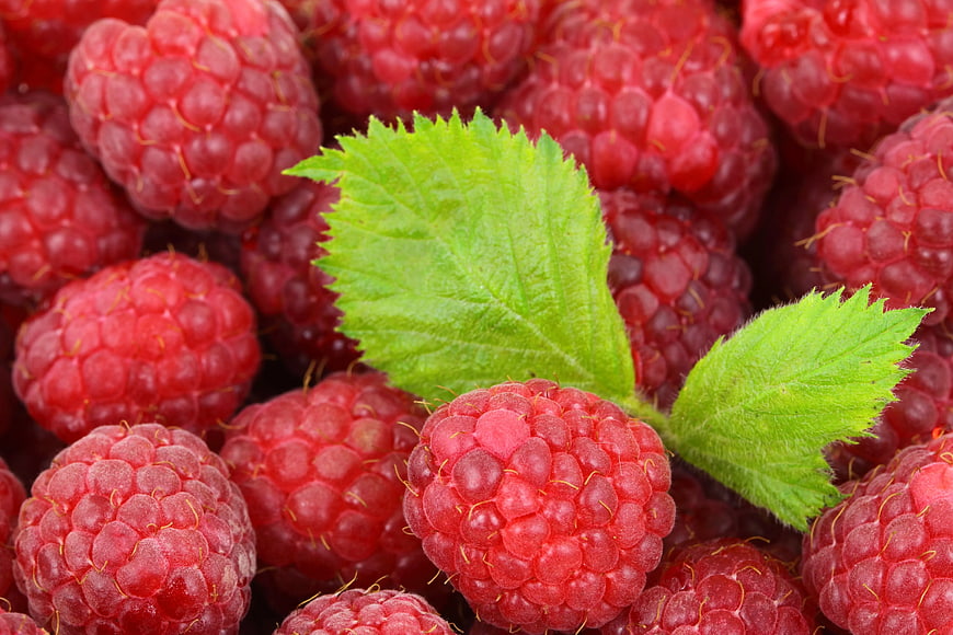 Fresh Red Raspberries with Green Leaves Close-Up