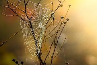 Dew-covered spider web on branches with warm golden morning light
