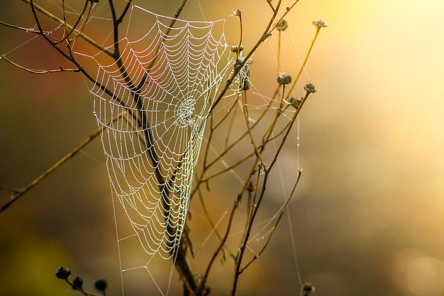 Dew-covered spider web on branches with warm golden morning light