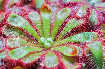 Close-up of Drosera Spatulata Carnivorous Plant with Dew Drops