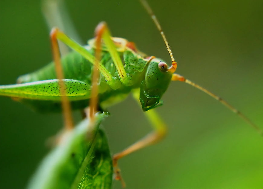Macro Close-Up of Green Katydid Insect