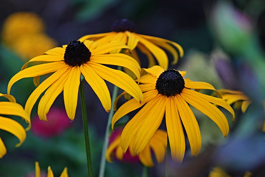 Vibrant Yellow Black-Eyed Susans in a Lush Garden Setting