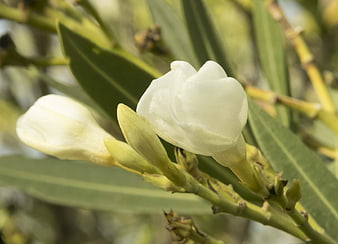 Close-up of white oleander flower with green leaves