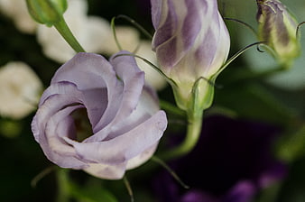 Close-up of purple and white striped lisianthus flowers