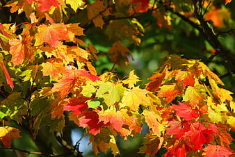 Vibrant Red and Yellow Maple Leaves in Autumn Sunlight