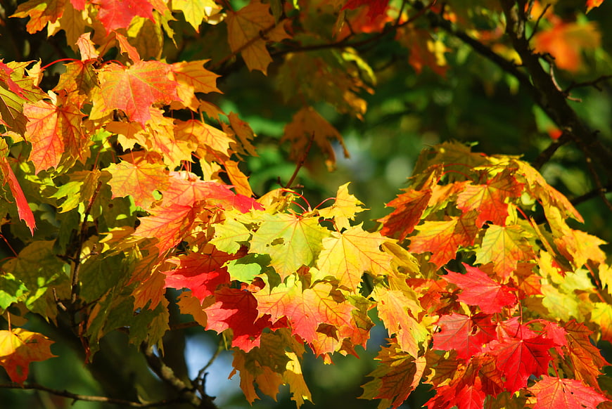 Vibrant Red and Yellow Maple Leaves in Autumn Sunlight