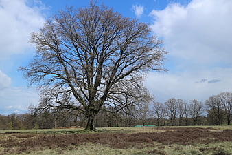 Solitary bare tree in open field with blue sky
