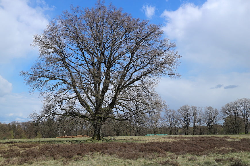 Solitary bare tree in open field with blue sky