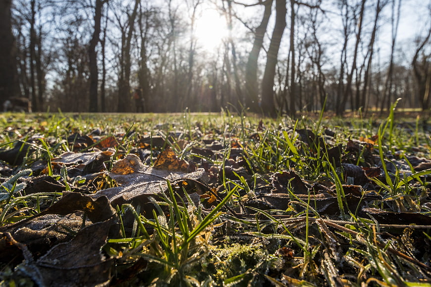 Frosty grass and leaves in a sunlit winter forest