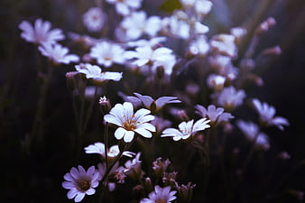 Close-up of delicate white wildflowers in a dark garden