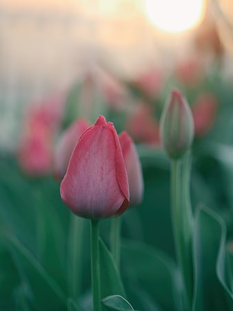 Pink Tulip Bud in Garden with Golden Hour Sunlight