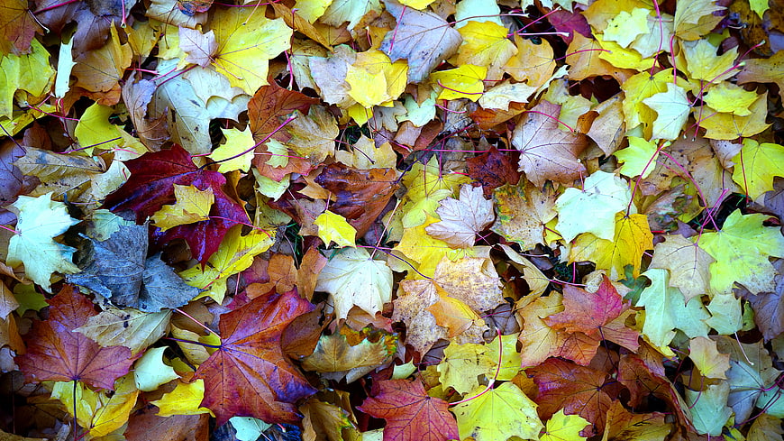 Colorful autumn maple leaves scattered on the ground