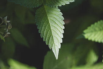 Close-up of green leaf with sunlight texture and veins