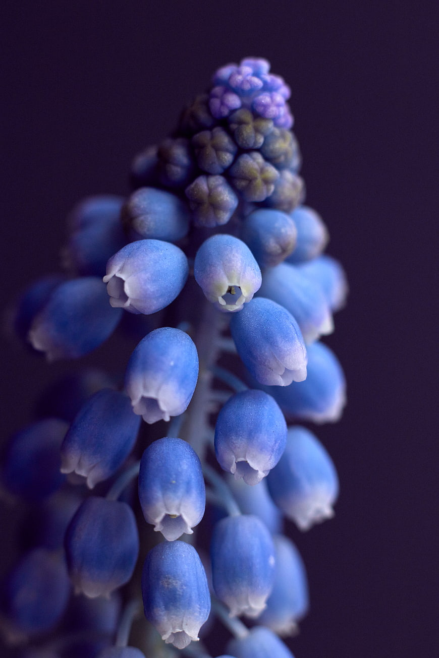 Close-up of Blue Grape Hyacinth Muscari Flower