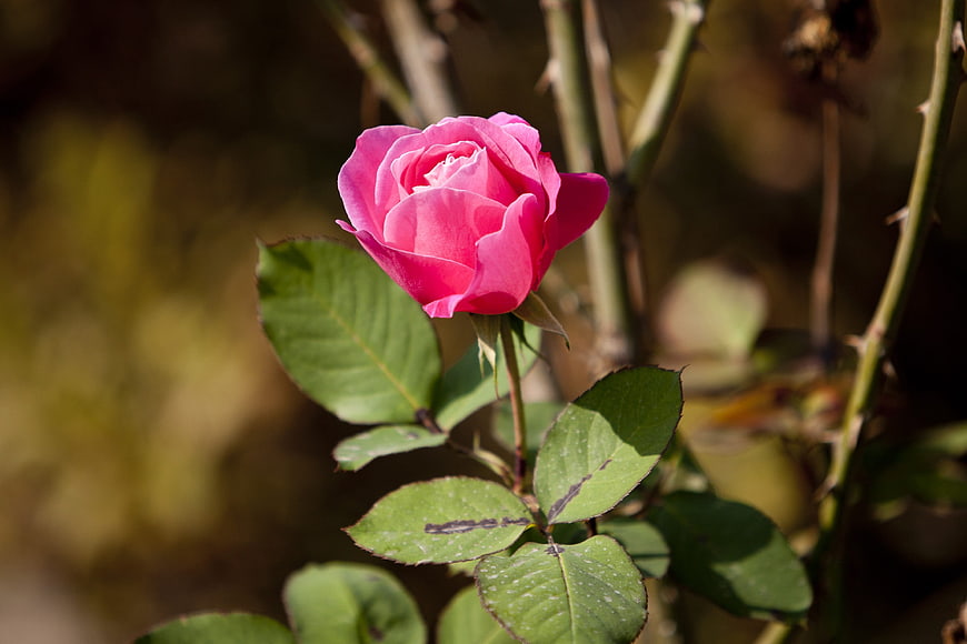 Close-up of a vibrant pink rose in a garden