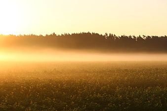 Golden Sunrise Over Misty Field with Forest Silhouette