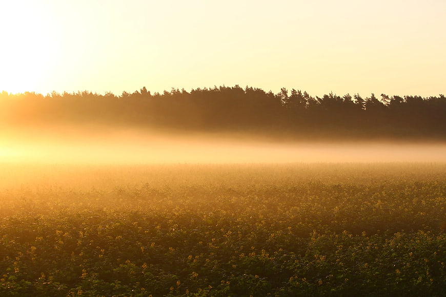 Golden Sunrise Over Misty Field with Forest Silhouette