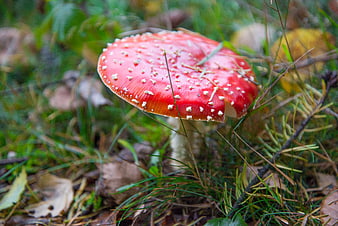Red Fly Agaric Mushroom in Forest Undergrowth