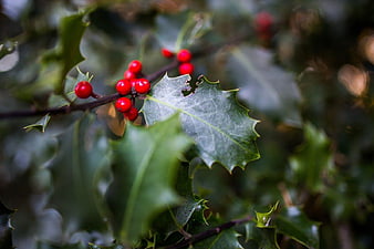Close-up of Holly Berries and Spiky Leaves