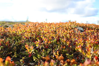 Close-up of autumn lingonberry bushes with red berries