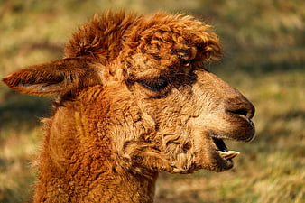 Close-up of a brown alpaca chewing grass in a field