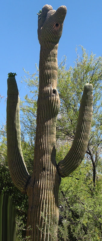 Tall Saguaro Cactus with Animalistic Shape in Desert