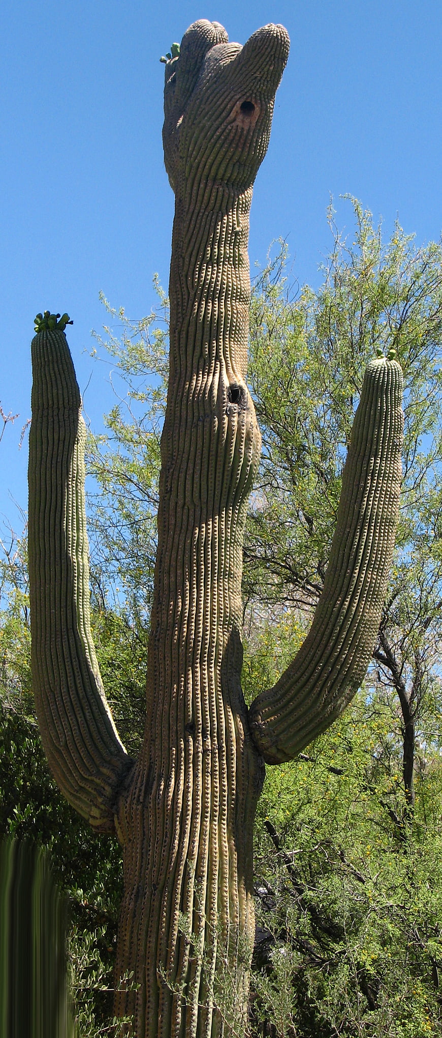 Tall Saguaro Cactus with Animalistic Shape in Desert
