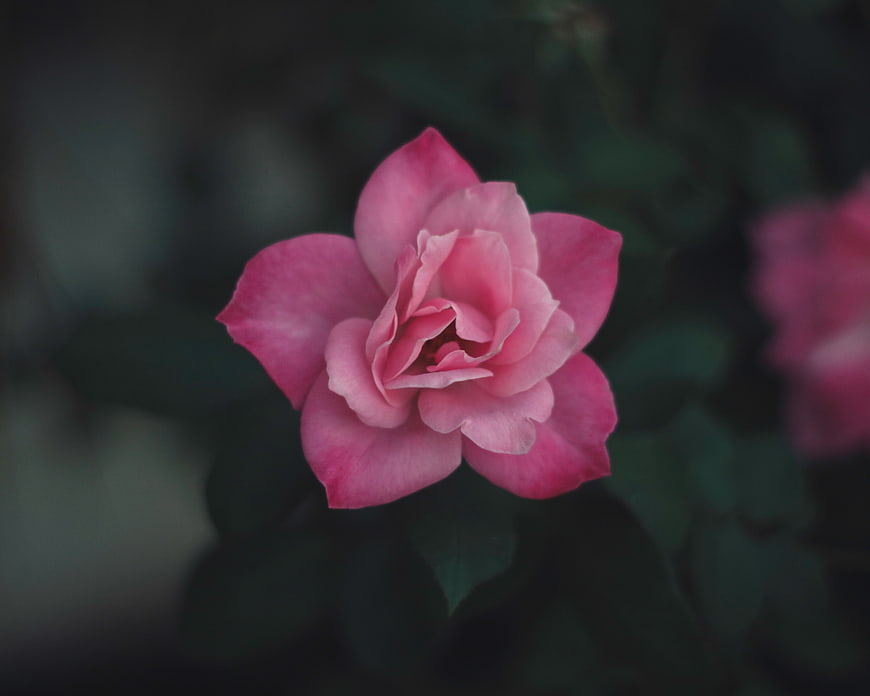 Close-up of a delicate pink rose bloom with blurred green background