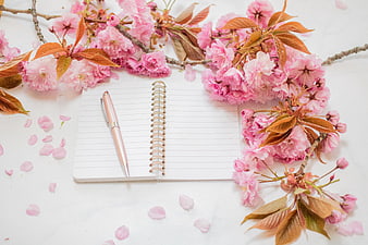 Pink cherry blossoms framing open notebook and pen on white background