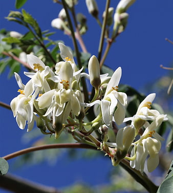 White flowers blooming on a branch against a blue sky