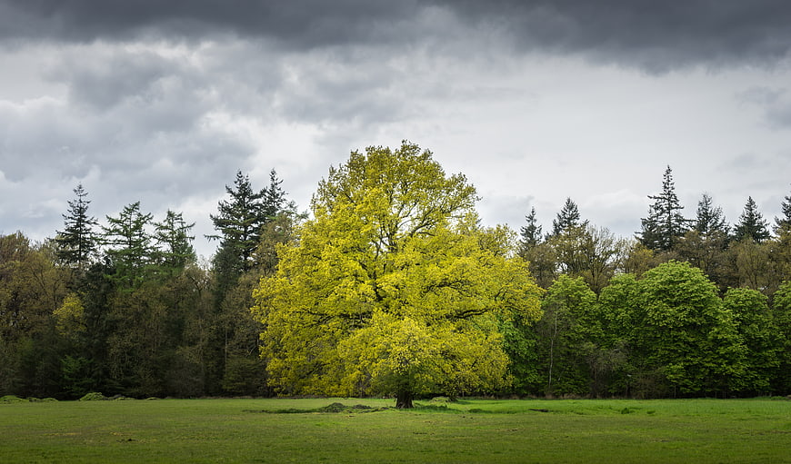 Lone Yellow Tree in Green Meadow Under Stormy Sky