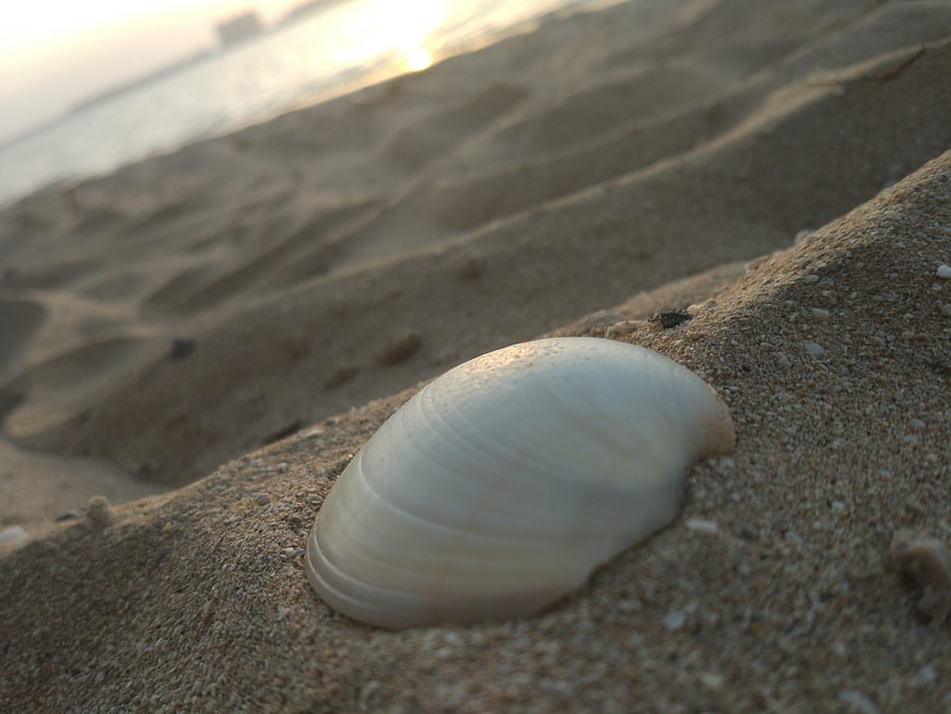 Close-up of white seashell on sandy beach at sunset