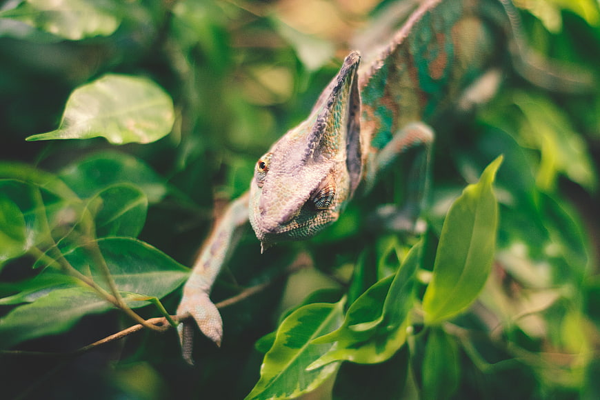 Close-up of a Veiled Chameleon on Green Leaves