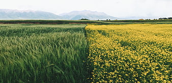 Vibrant Green Wheat and Yellow Rapeseed Fields with Mountains