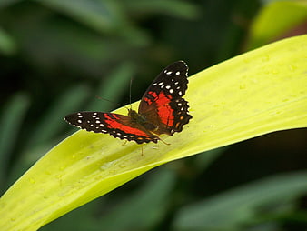 Red Admiral Butterfly on Green Leaf with Water Droplets