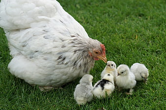 White Hen and Chicks on Green Grass