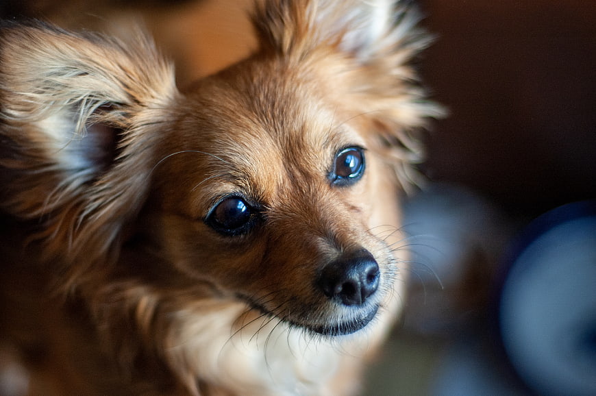 Close-up portrait of a tan Papillon dog with large ears