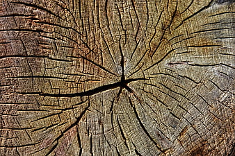 Close-up of cracked tree stump with visible annual rings