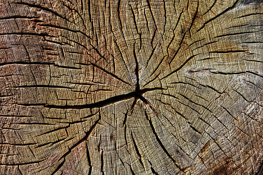 Close-up of cracked tree stump with visible annual rings