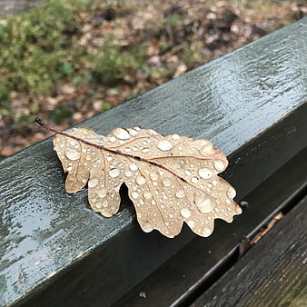 Wet Oak Leaf with Raindrops on Wooden Bench