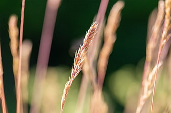 Close-up of golden grass seed head with blurred background