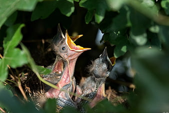 Baby Birds in Nest with Open Beaks