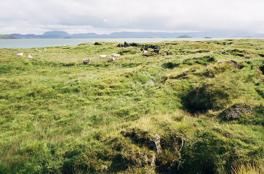 Sheep grazing on green coastal hills near ocean