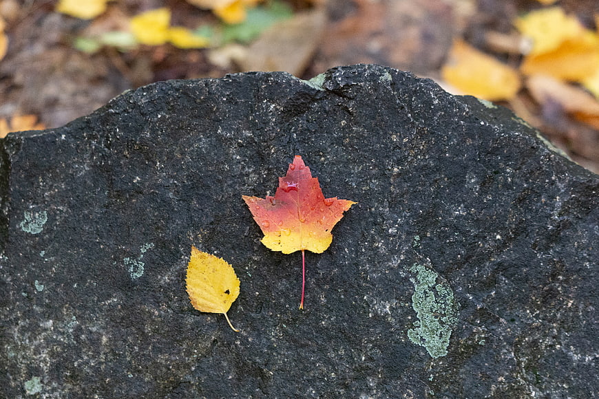 Autumn maple leaf on dark textured rock
