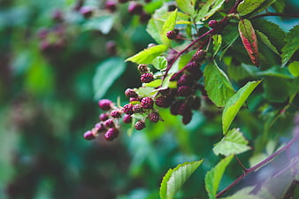 Close-up of ripening blackberries on a bush