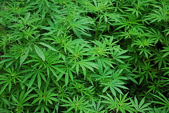 Lush Green Cannabis Plants Growing in Dense Field
