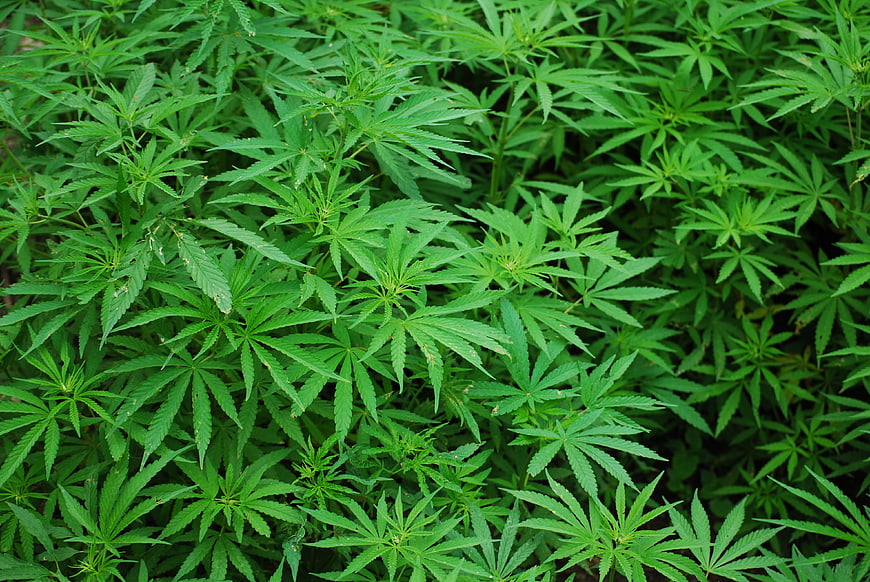 Lush Green Cannabis Plants Growing in Dense Field