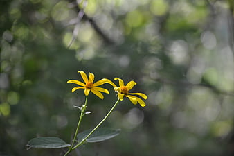 Two yellow wildflowers blooming against a blurred green forest background