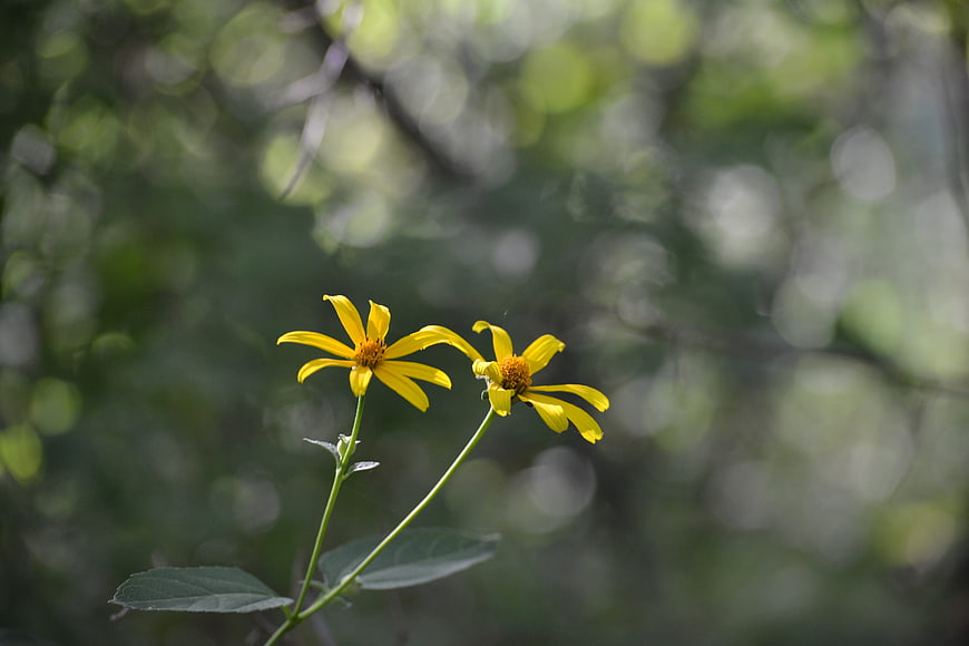 Two yellow wildflowers blooming against a blurred green forest background